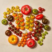 Read Isle of Wight Tomatoes Reviews